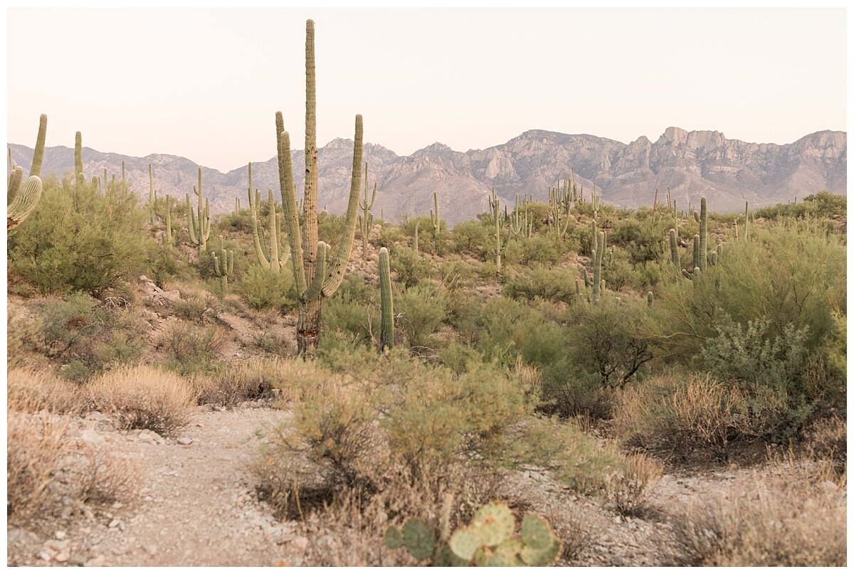 Tucson desert landscape. Saguaros and Catalina Mountains.